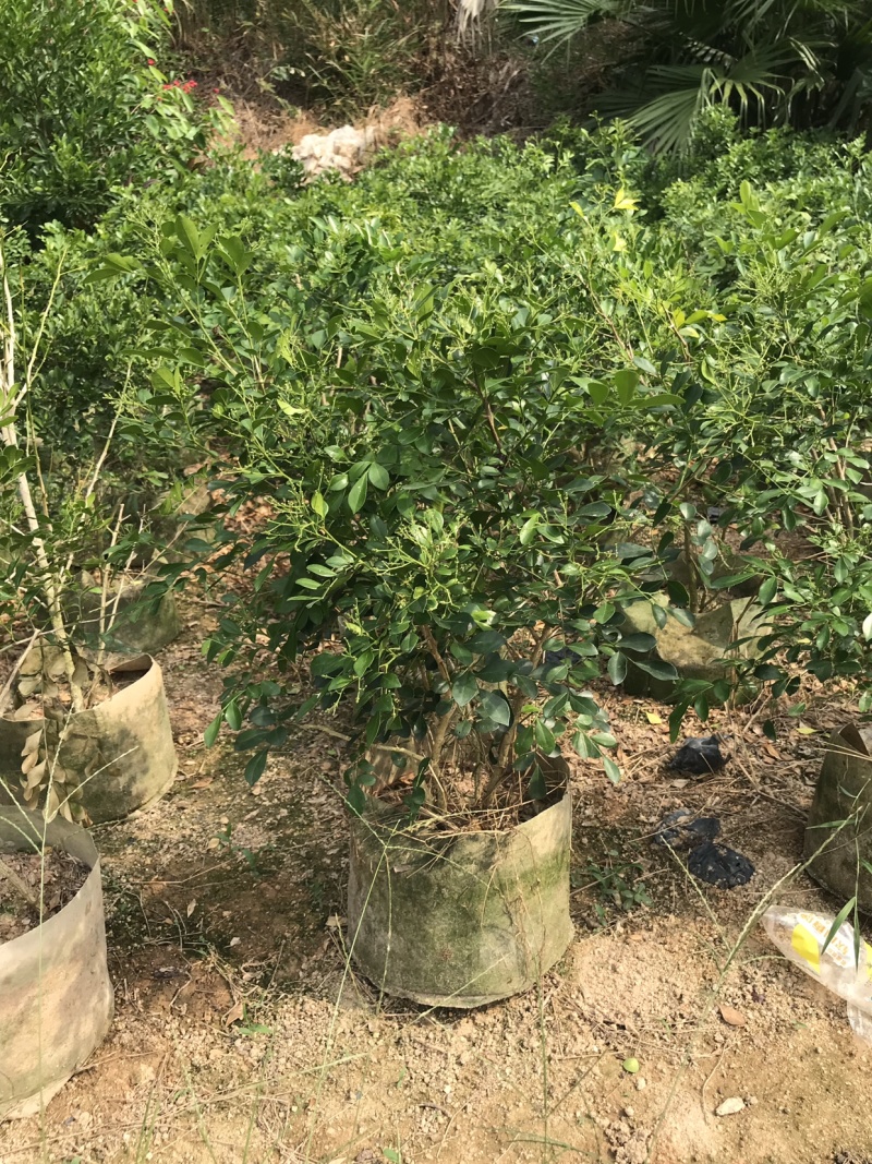 九里香美植袋，自然型批发