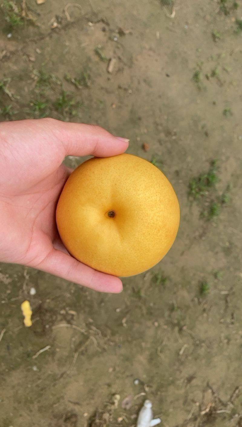 生态梨园圆黄梨在线批发欢迎前来订货