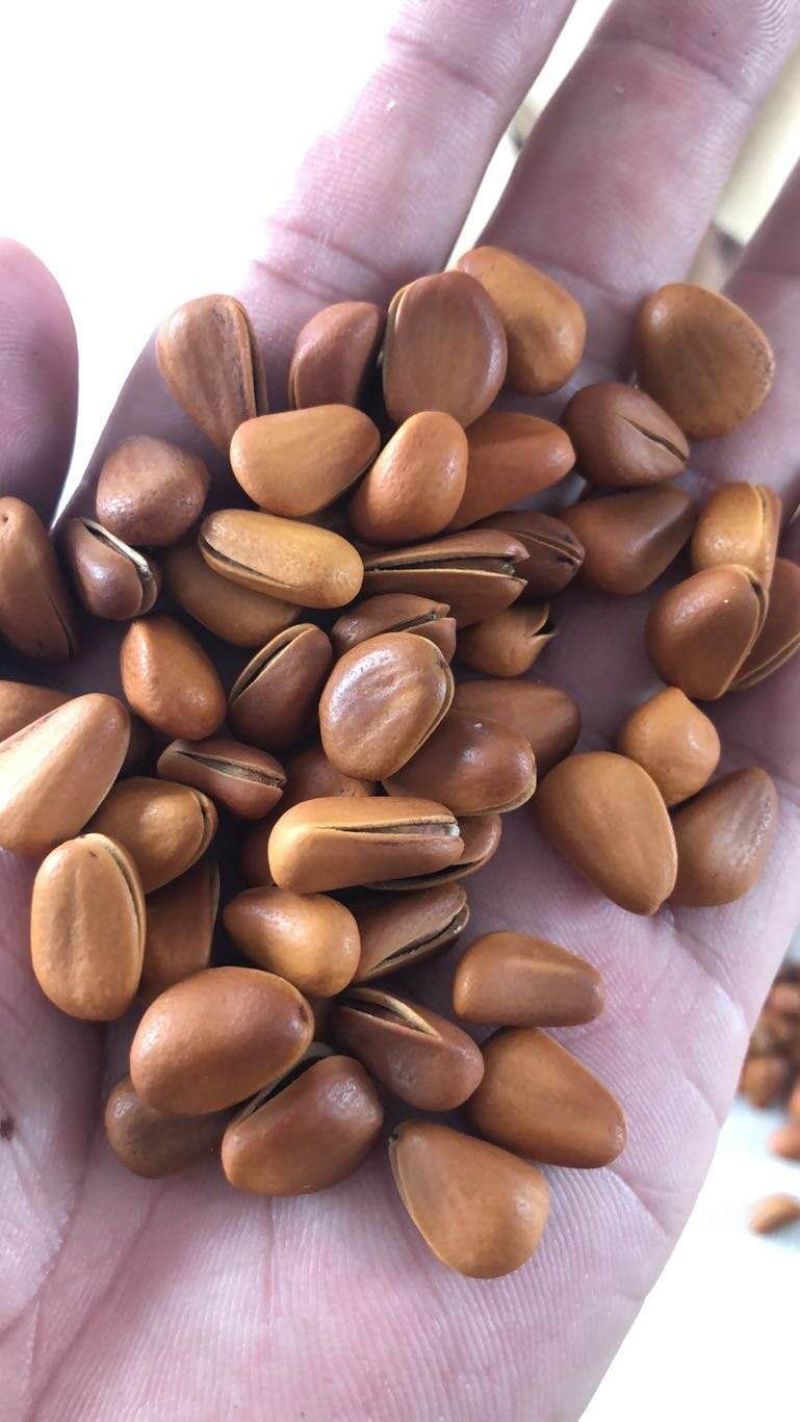 东北开口松子，颗粒饱满，大小均匀