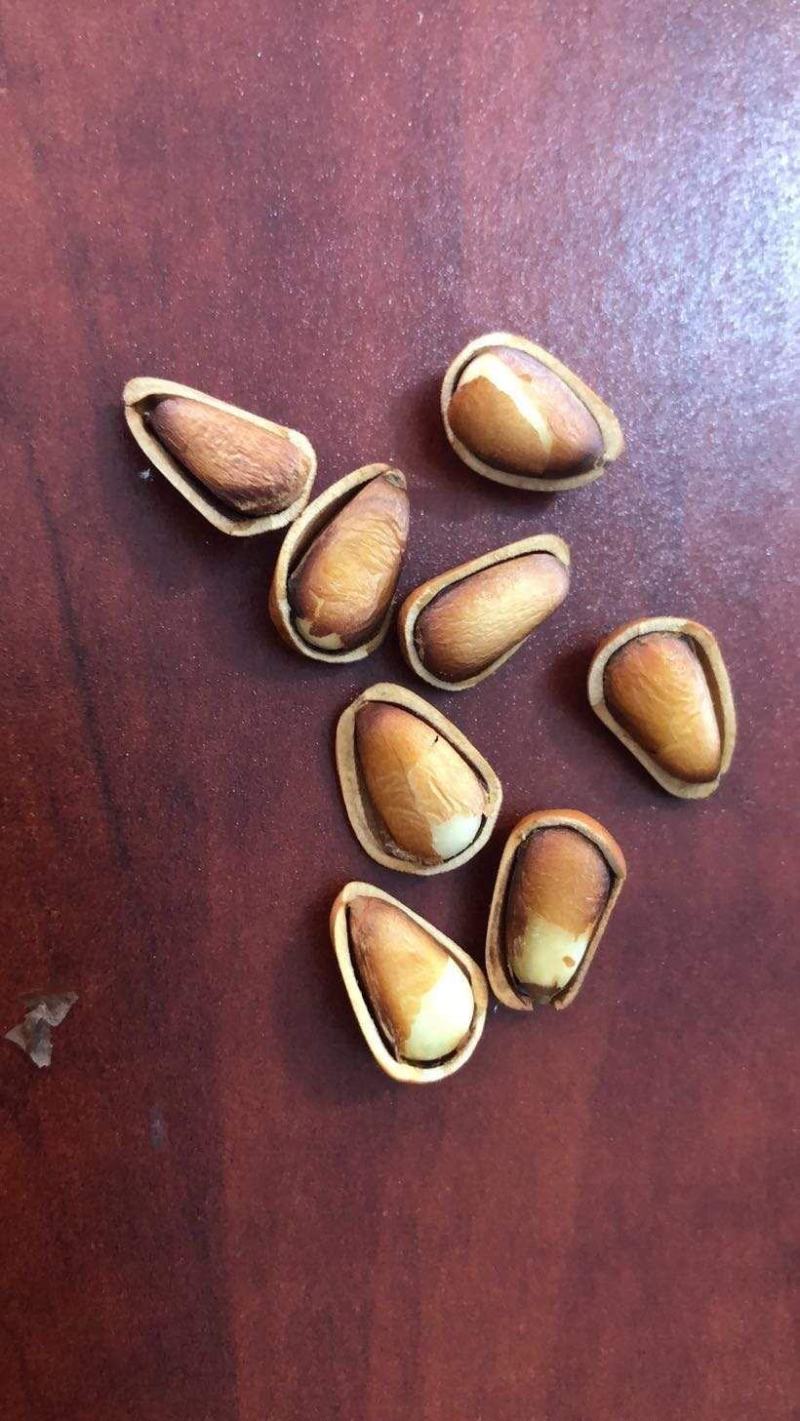 东北开口松子，颗粒饱满，大小均匀