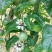 高品质钦蜜9号黄金百香果山区种植可视频看货
