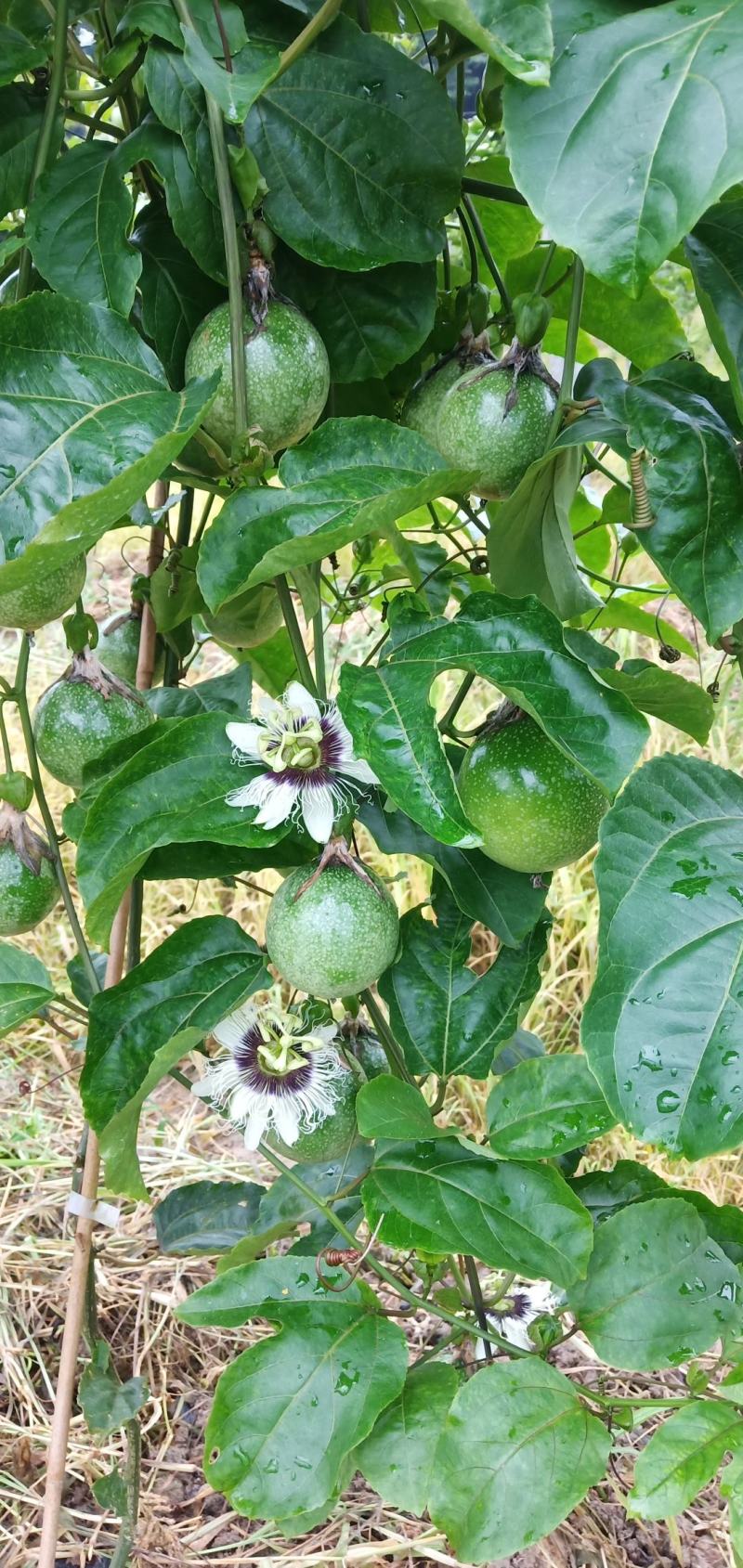 高品质钦蜜9号黄金百香果山区种植可视频看货