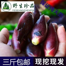 洋荷野生阳荷姜莲花姜茗荷洋姜老品种洋河姜