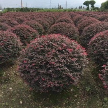 红花继木球红花继木苗绿化植物园林工程绿化苗