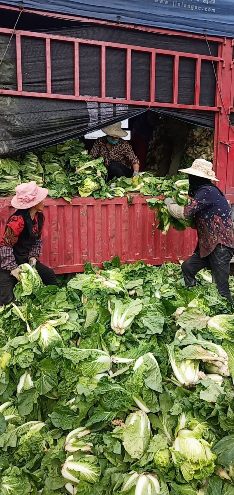 大娃娃菜小娃娃菜精品