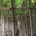 广东揭阳供应乔灌木地被草皮