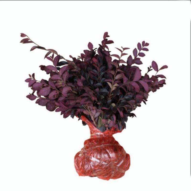 红花继木苗树苗四季常青植物庭院绿化植物园林工程绿化苗红檵