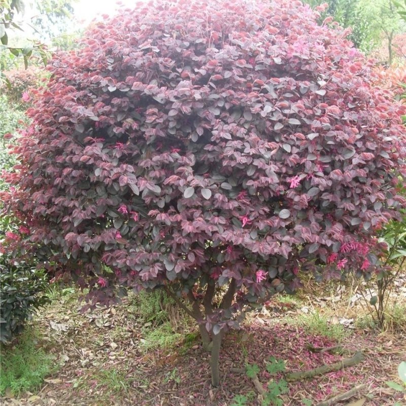 红花继木苗树苗四季常青植物庭院绿化植物园林工程绿化苗红檵