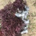 红花继木苗树苗四季常青植物庭院绿化植物园林工程绿化苗红檵