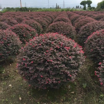红花继木苗树苗四季常青植物庭院绿化植物园林工程绿化苗红檵