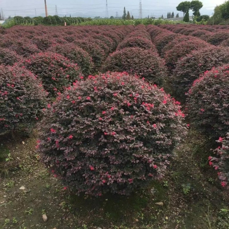 红花继木苗树苗四季常青植物庭院绿化植物园林工程绿化苗红檵