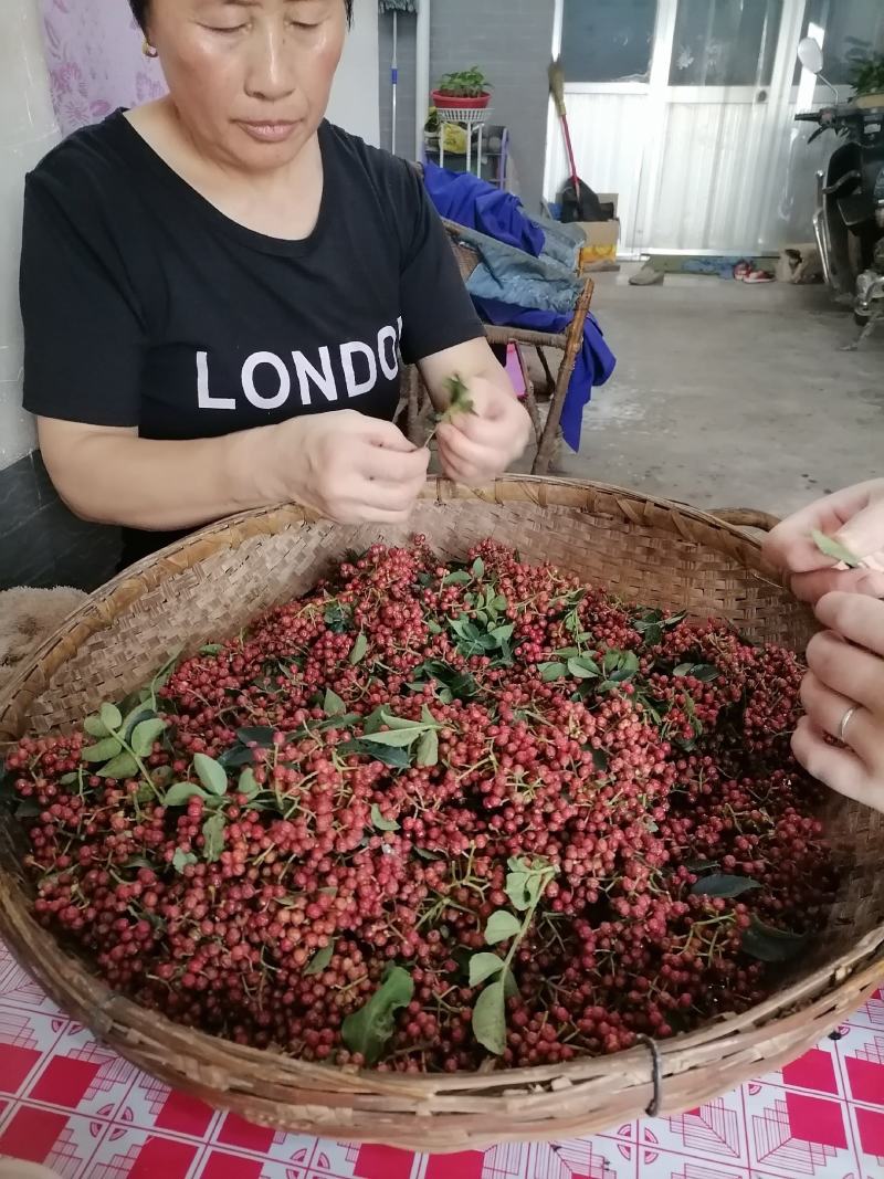 优质大红袍花椒苗，狮子头，黄盖花椒苗，南强二号。