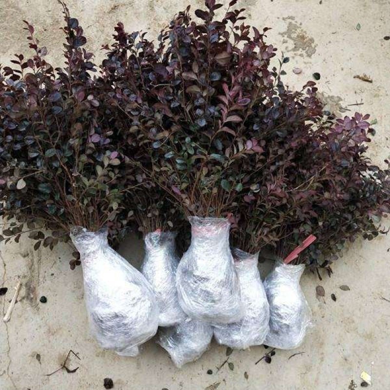 红花继木苗树苗四季常青植物庭院绿化植物园林工程绿化苗