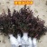 红花继木苗树苗四季常青植物庭院绿化植物园林工程绿化苗