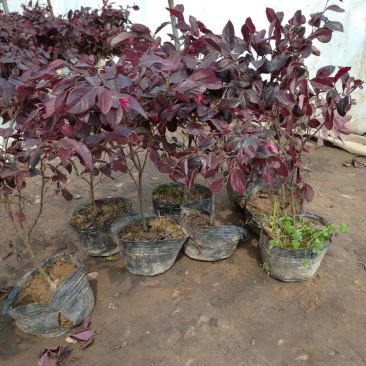 红花继木苗树苗四季常青植物庭院绿化植物园林工程绿化苗
