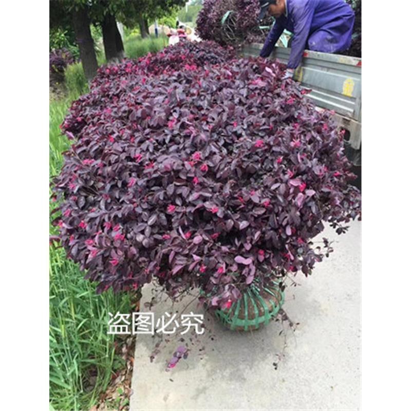 红花继木苗树苗四季常青植物庭院绿化植物园林工程绿化苗