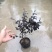 红花继木苗树苗四季常青植物庭院绿化植物园林工程绿化苗