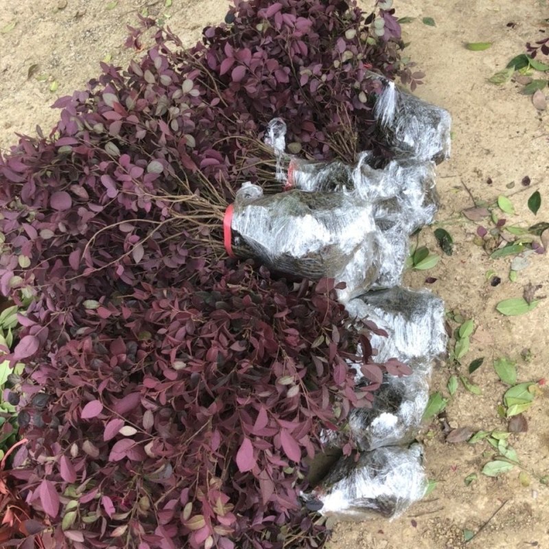 红花继木苗树苗四季常青植物庭院绿化植物园林工程绿化苗