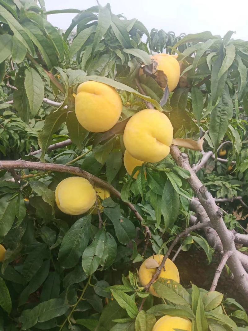 黄金蜜桃大量上市中有要的老板联系我啊