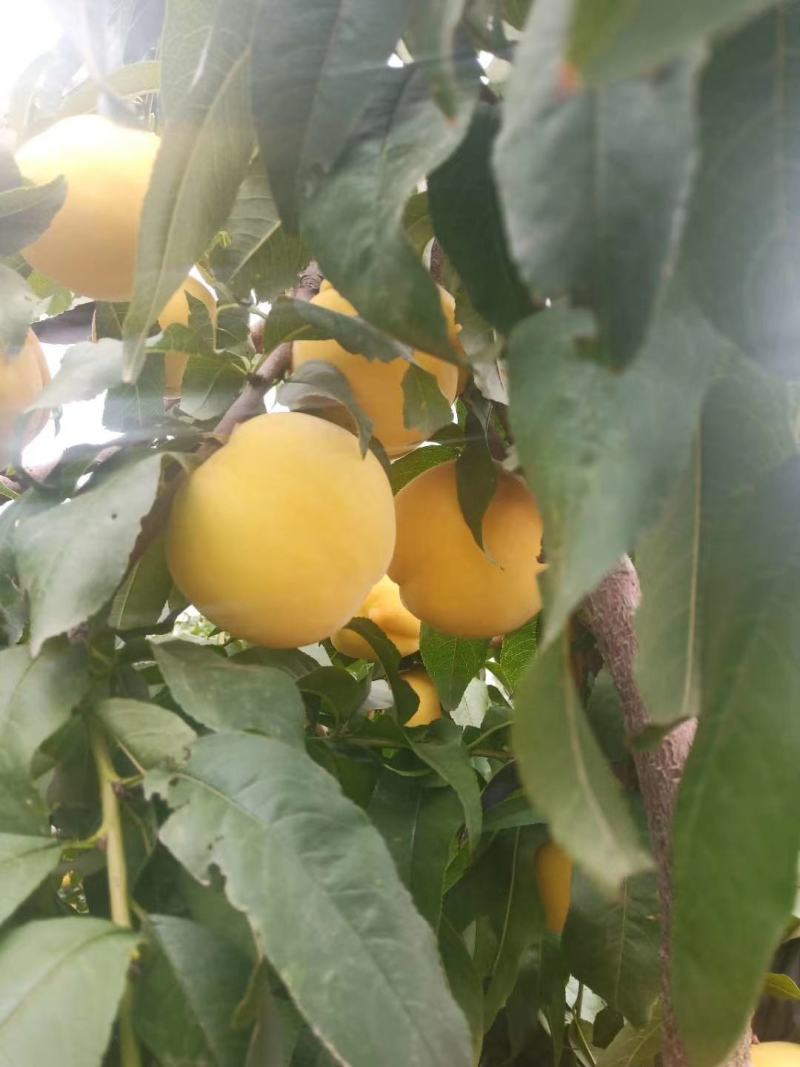 黄金蜜桃大量上市中有要的老板联系我啊
