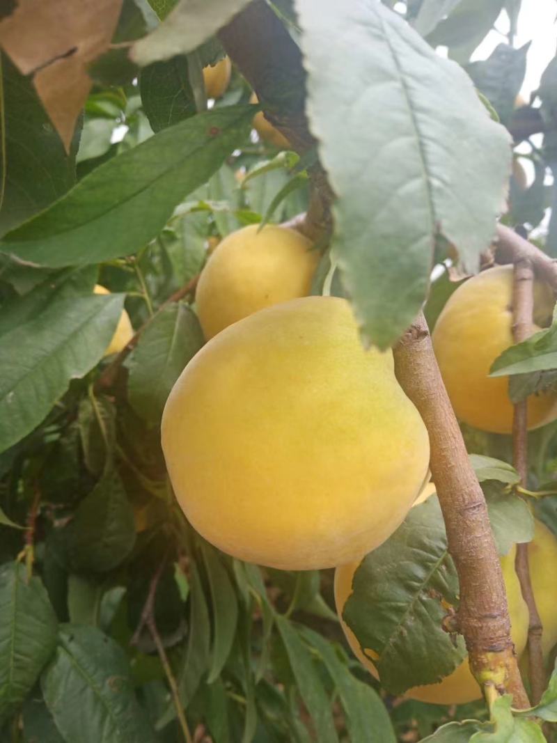 黄金蜜桃大量上市中有要的老板联系我啊