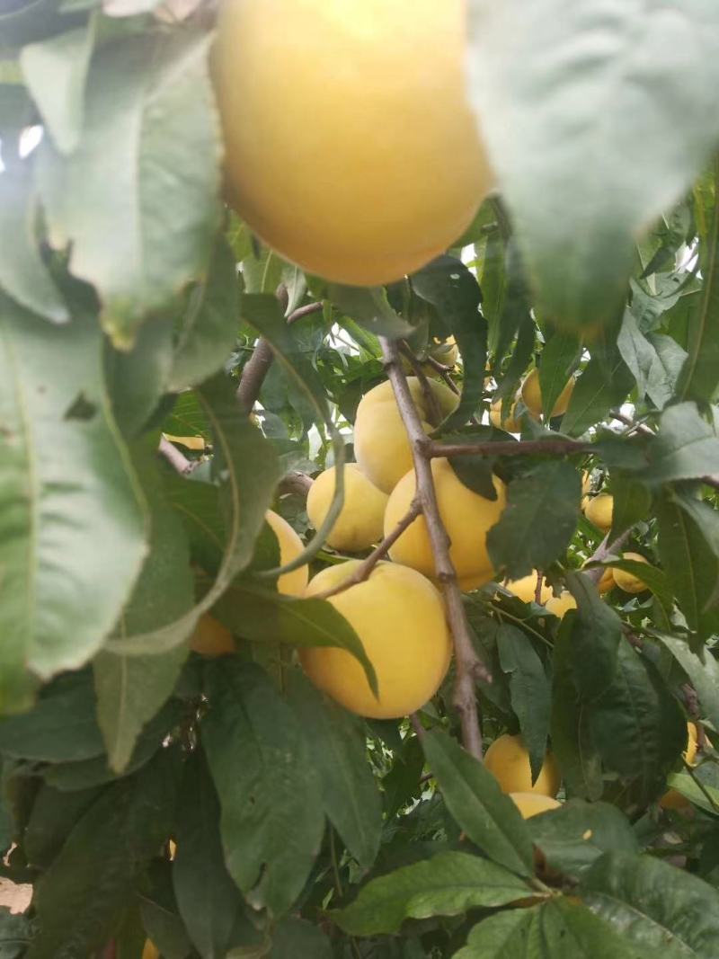黄金蜜桃大量上市中有要的老板联系我啊