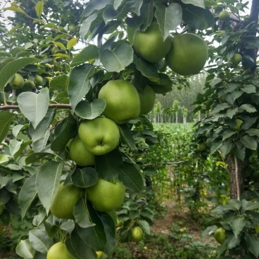 自己的果园没抹药香甜可口出售早酥欢迎各位到来