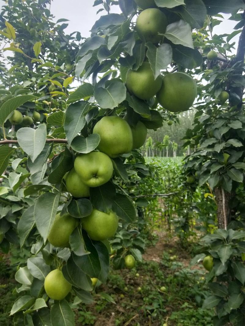 自己的果园没抹药香甜可口出售早酥欢迎各位到来