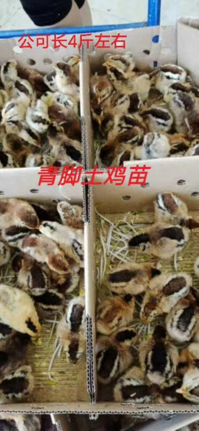 鸡苗黑瑶公鸡红瑶专业孵化厂家直发包打疫苗运输包成活