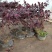 红花继木苗树苗四季常青植物庭院绿化植物园林工程绿化