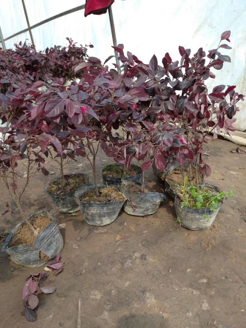红花继木苗树苗四季常青植物庭院绿化植物园林工程绿化