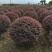 红花继木苗树苗四季常青植物庭院绿化植物园林工程绿化