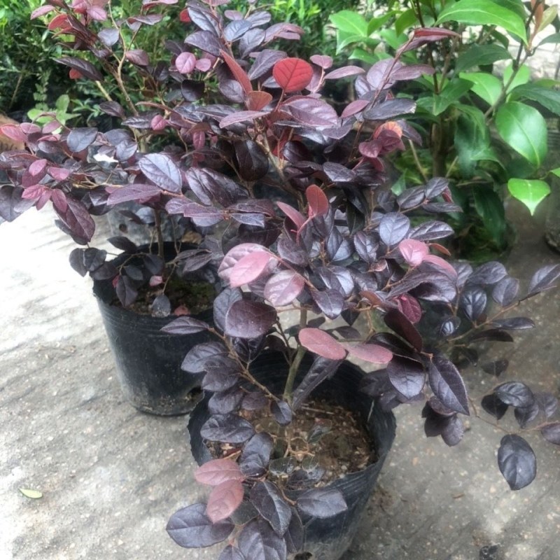 红花继木苗树苗四季常青植物庭院绿化植物园林工程绿化
