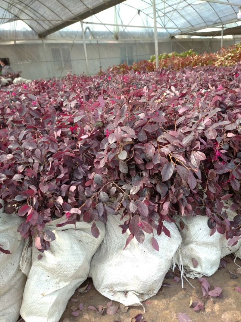 红花继木苗树苗四季常青植物庭院绿化植物园林工程绿化
