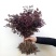 红花继木苗树苗四季常青植物庭院绿化植物园林工程绿化
