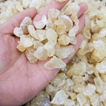 雪燕正品雪燕实物图拍摄