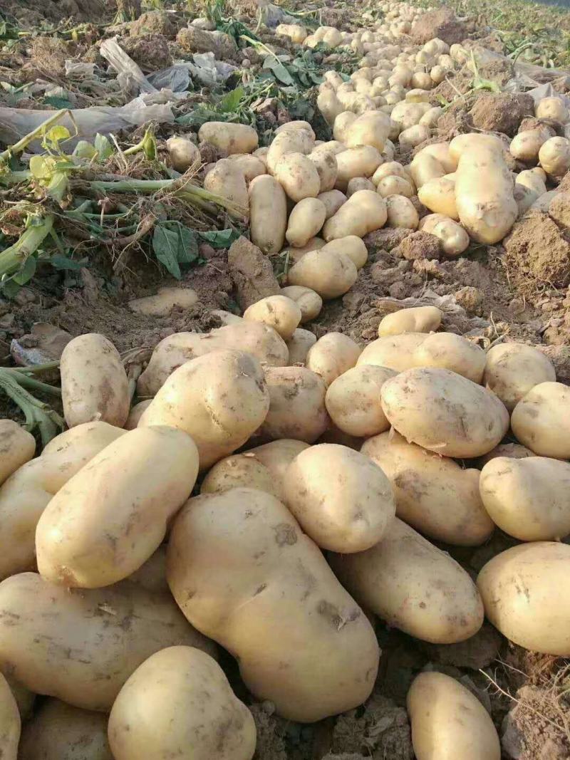 好土豆大量供应，个头猛皮毛好，发往全国，诚信交易。