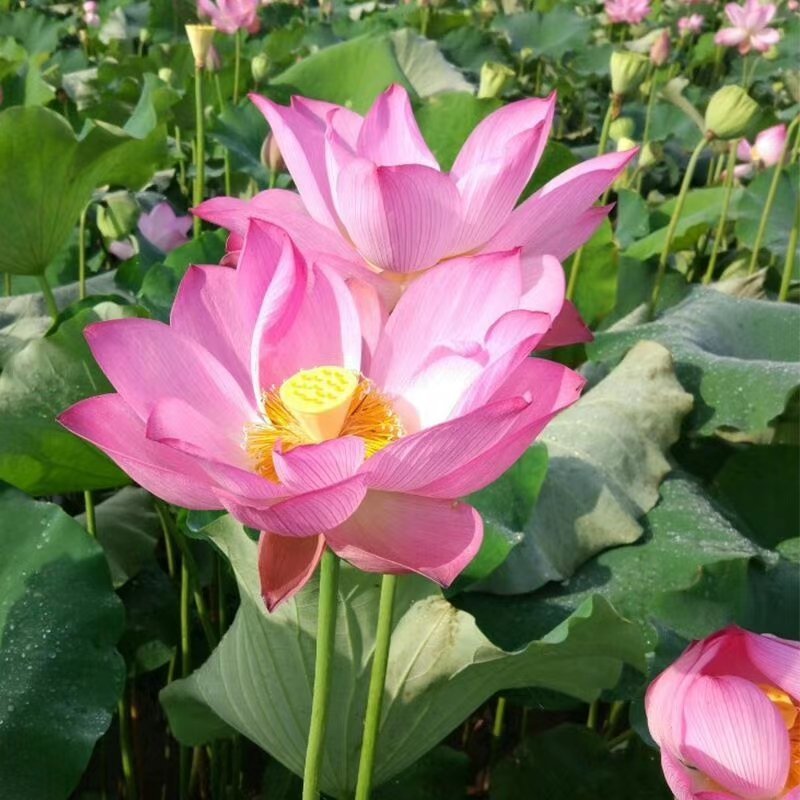 正宗大型荷花种藕池塘荷花苗盆栽水养莲花睡莲苗四季观赏花卉