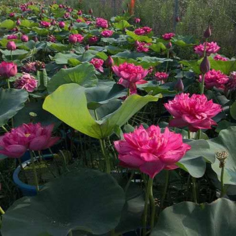 正宗大型荷花种藕池塘荷花苗盆栽水养莲花睡莲苗四季观赏花卉