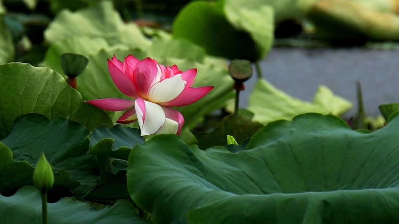 正宗大型荷花种藕池塘荷花苗盆栽水养莲花睡莲苗四季观赏花卉