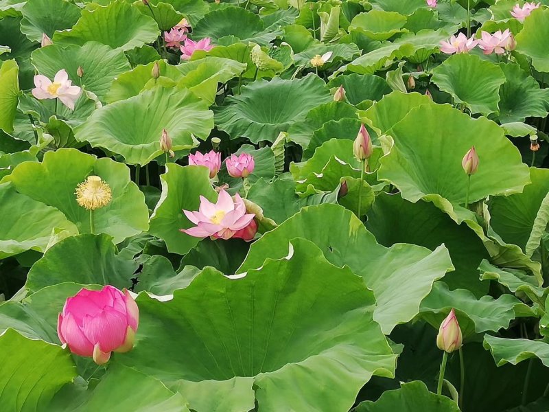 正宗大型荷花种藕池塘荷花苗盆栽水养莲花睡莲苗四季观赏花卉