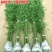 庭院绿化观赏植物紫竹苗青竹苗金镶玉竹子苗佛肚竹报平安