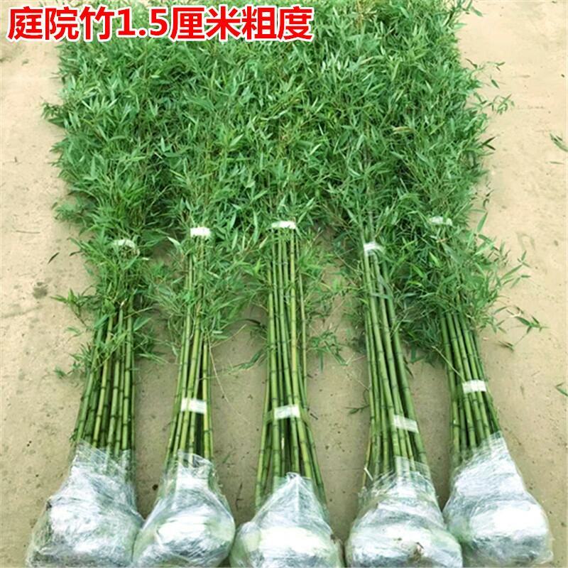 庭院绿化观赏植物紫竹苗青竹苗金镶玉竹子苗佛肚竹报平安