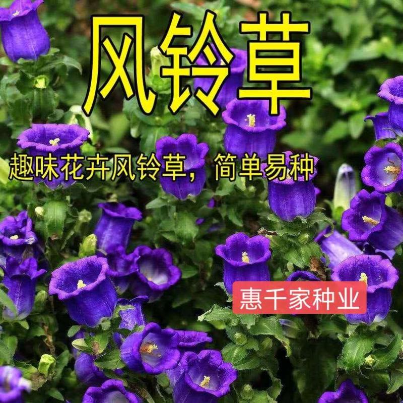 风铃草种子