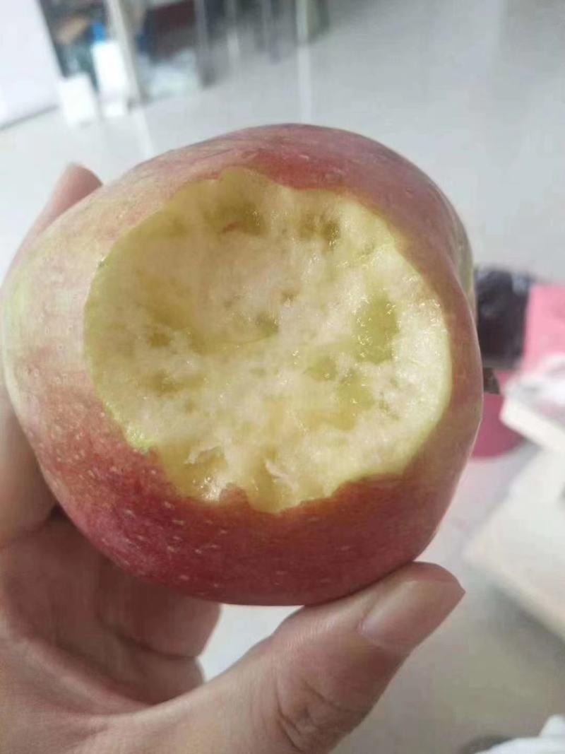 美八苹果冰糖心洪露早熟苹果大量上市