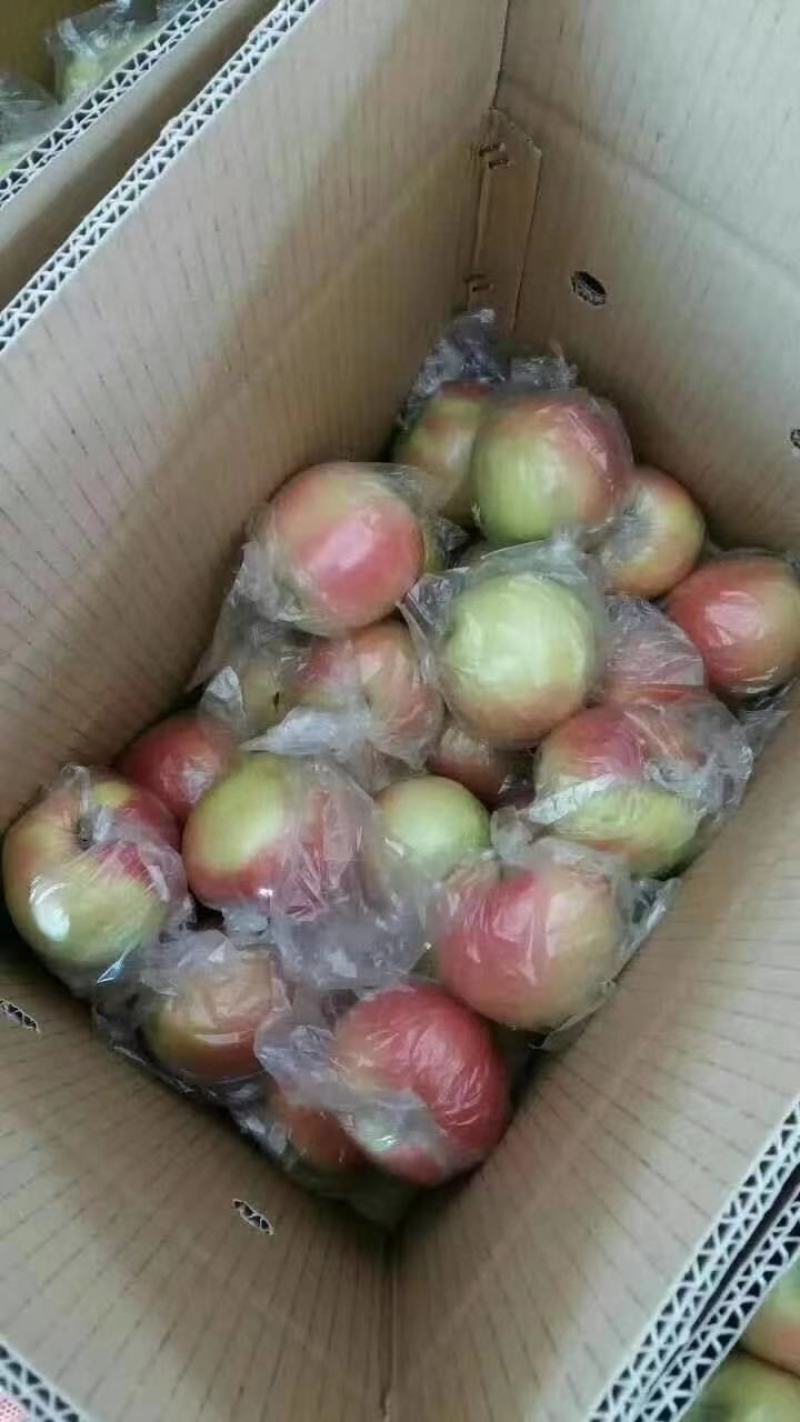 美八苹果冰糖心洪露早熟苹果大量上市