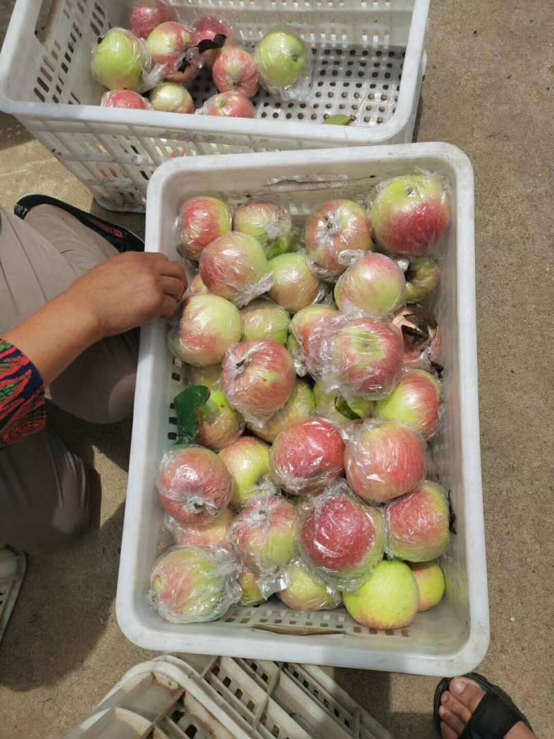 美八苹果冰糖心洪露早熟苹果大量上市