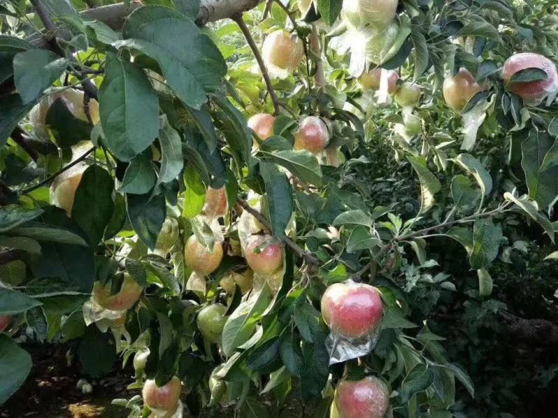 美八苹果冰糖心洪露早熟苹果大量上市