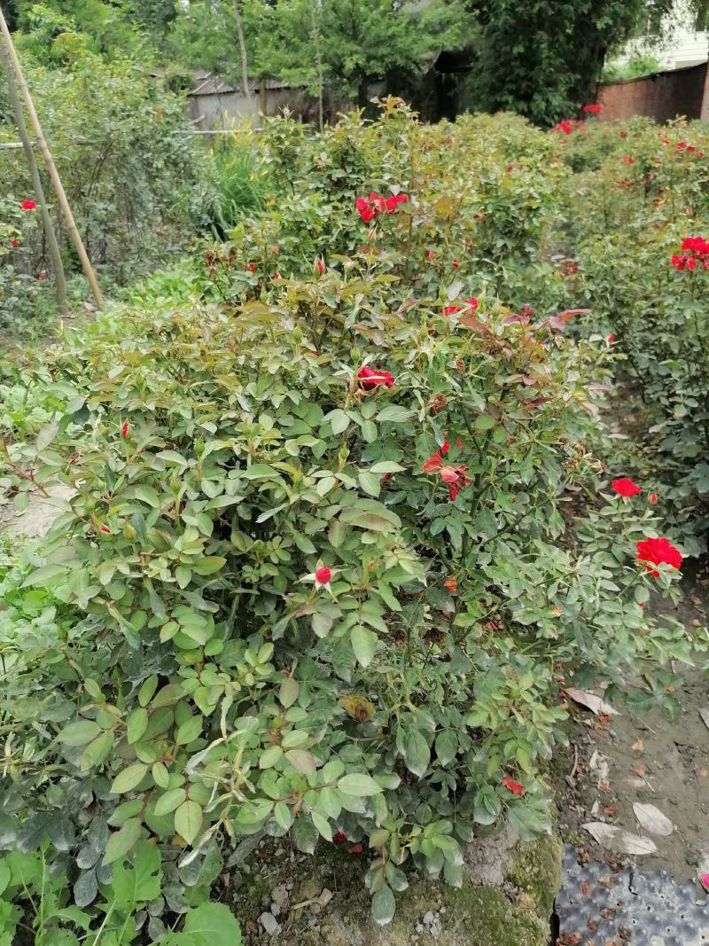 大花月季基地大量供应，大花月季实拍图片，大花月季价格