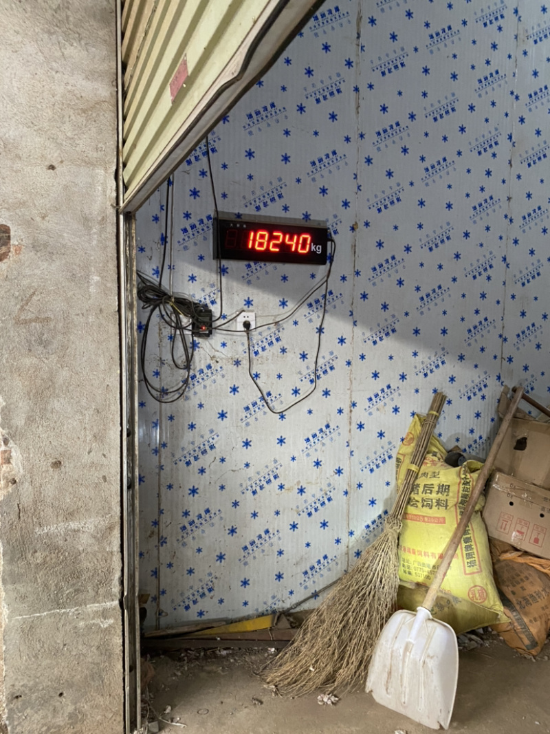 河南早熟紫皮大蒜晚熟蒜干蒜支持一件代发
